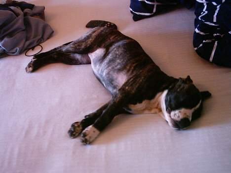 Blanding af racer Tulle - tulle har altid elsket sengen! billede 4