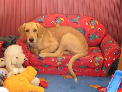 Blanding af racer Ricko-lever ikke mere:'(- - Min søde skat...vil ALDRIG glemme ham! billede 1