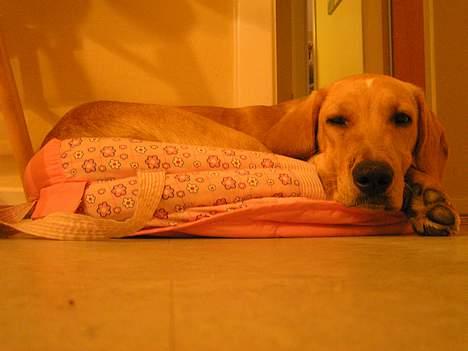 Blanding af racer Ricko-lever ikke mere:'(- - Er det her ikke min seng ? billede 2