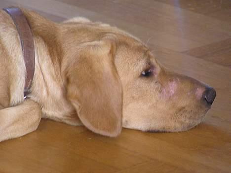 Blanding af racer Ricko-lever ikke mere:'(- - Det her er mit forslået hoved, efter jeg bed mig selv ud af buret.... :´( billede 3