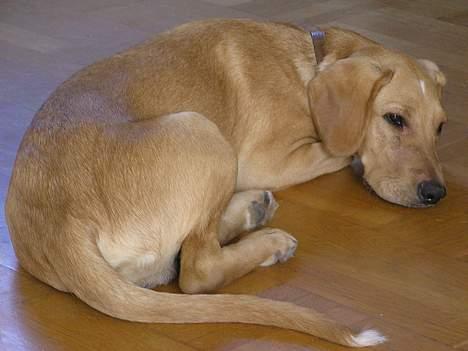 Blanding af racer Ricko-lever ikke mere:'(- - Jeg har det hårdt.. billede 4