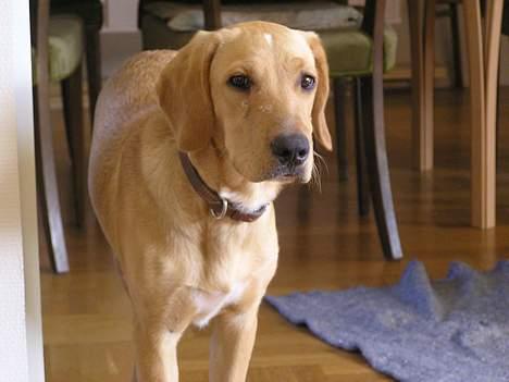 Blanding af racer Ricko-lever ikke mere:'(- - Miiiiig... billede 5