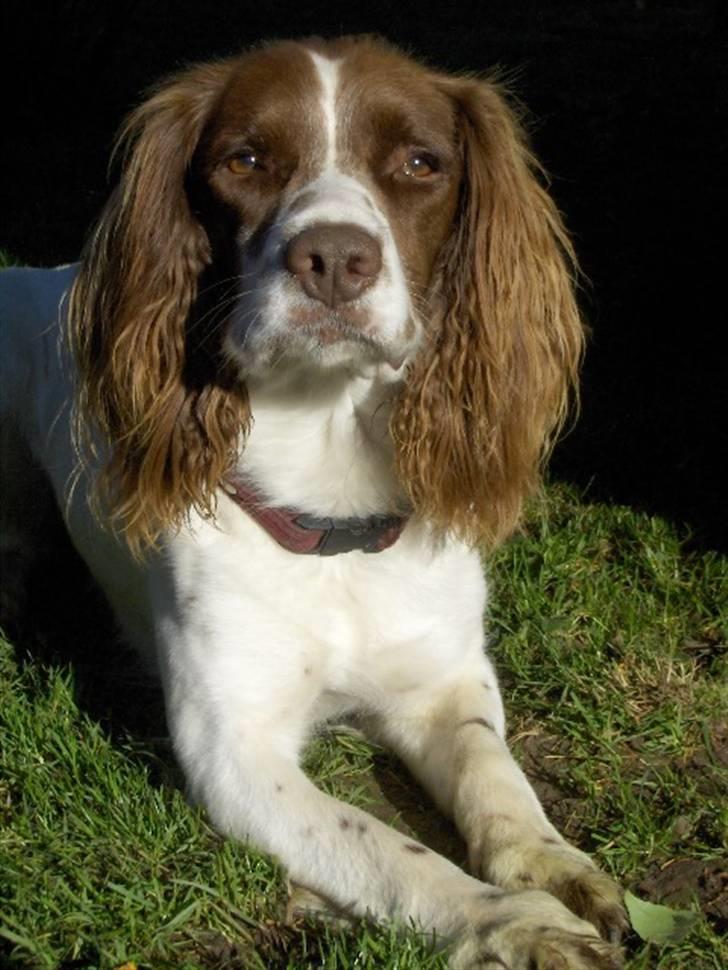 Field Trial spaniel Mickey  - Ligger og venter på at jeg skal tage mig sammen og kaste hans bold. billede 15