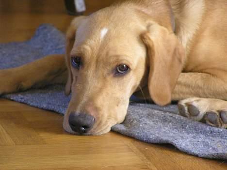 Blanding af racer Ricko-lever ikke mere:'(- - Dådyr.. billede 6