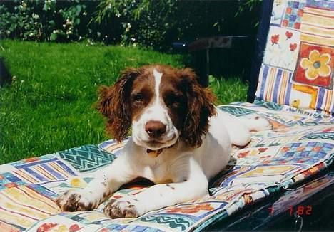 Field Trial spaniel Mickey  - Mickey ligger på solstolen. billede 16
