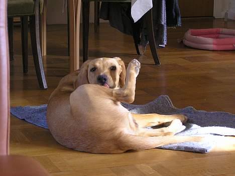 Blanding af racer Ricko-lever ikke mere:'(- - Jeg skal jo blive ren på en eller anden måde... billede 7