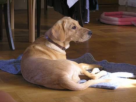 Blanding af racer Ricko-lever ikke mere:'(- - Hvad var det ? billede 8