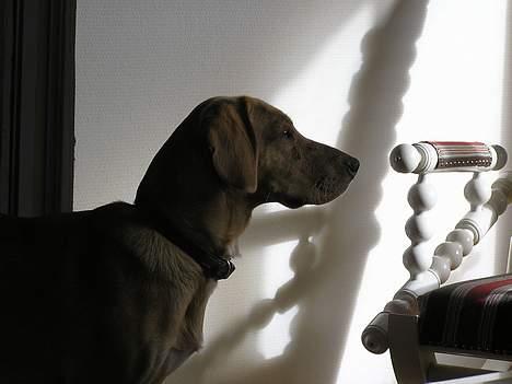 Blanding af racer Ricko-lever ikke mere:'(- - Lad mig komme nærmere... billede 9