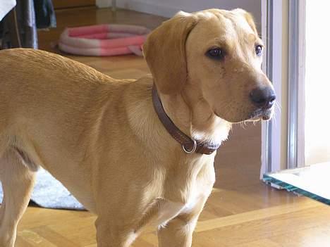 Blanding af racer Ricko-lever ikke mere:'(- - Miig igen.. billede 10