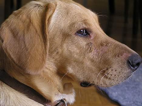 Blanding af racer Ricko-lever ikke mere:'(- - Hvad har jeg gjort ved mig selv ? billede 11