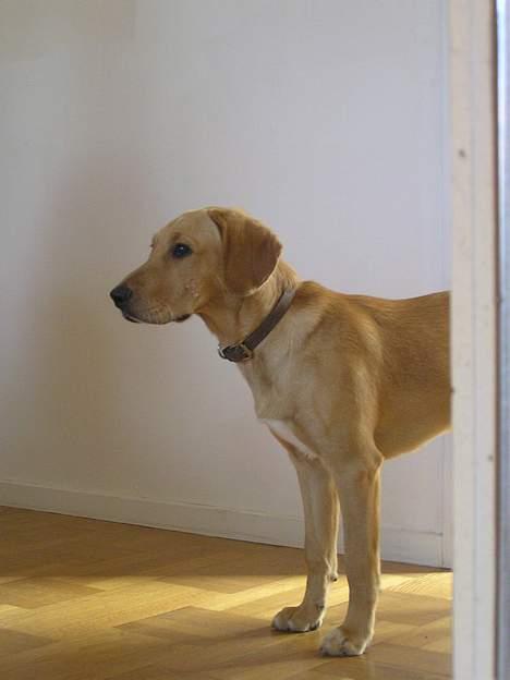 Blanding af racer Ricko-lever ikke mere:'(- - Uhh mig.. billede 12