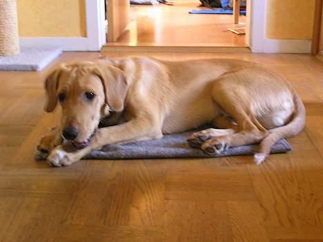 Blanding af racer Ricko-lever ikke mere:'(- - Uhh...godt ben! billede 13