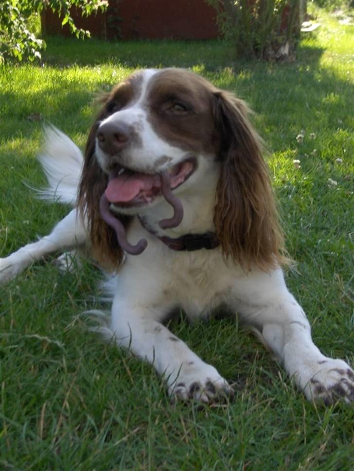 Field Trial spaniel Mickey  - Mickey og hans yndlings legetøjs dimmer (; billede 17