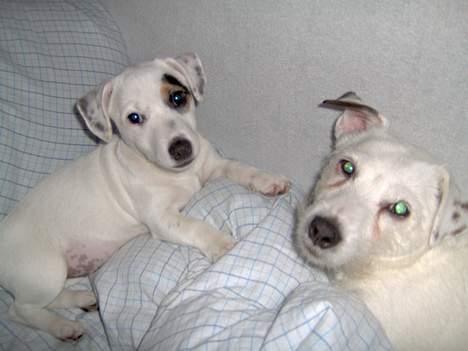 Jack russell terrier Freja - Her ligger jeg med min dejlige storesøster Fie på 12 År....  billede 1