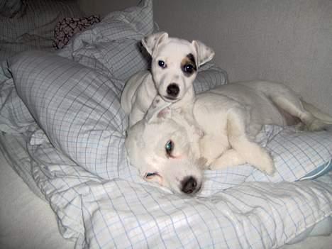 Jack russell terrier Freja - Shh.... Jeg er lige ved at putte min storesøster... billede 2