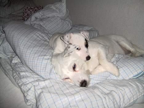 Jack russell terrier Freja - Her putter vi... Åhh hvor jeg elsker dig søs..... billede 3