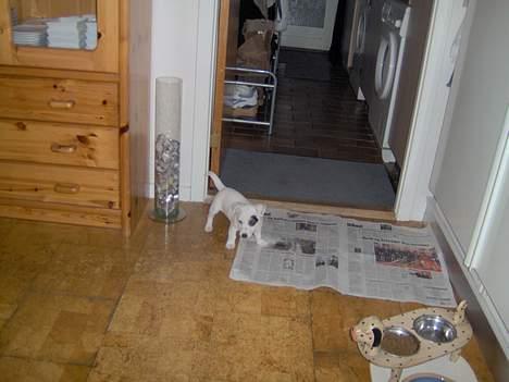 Jack russell terrier Freja - Her er jeg ligge blevet hentet... Og der står jeg bare 8 uger gammel.... billede 4