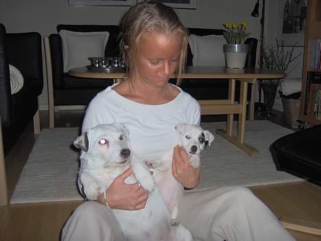 Jack russell terrier Freja - Her sidder jeg med Fie og med min Morrr.... billede 5