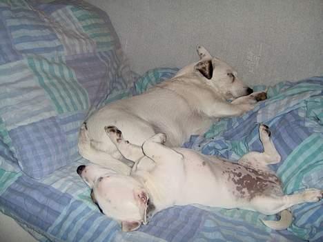 Jack russell terrier Freja - Puha det har været en lang dag..... billede 6