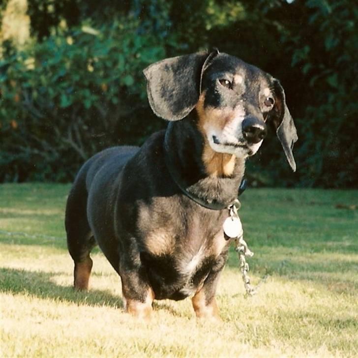 Gravhund Bølle  R.I.P. - 11 år, er jeg ikke flot billede 1