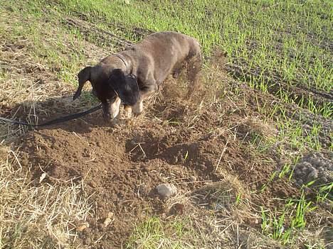 Gravhund Bølle  R.I.P. - en muldvarp....jeg skal nok fange den! billede 2