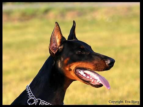 Dobermann DiaZ  Van`t Hof ter Helle - Nyt 2005 billede 11