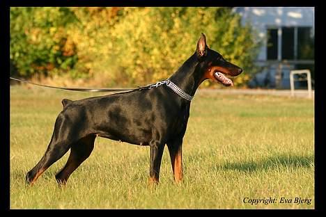 Dobermann DiaZ  Van`t Hof ter Helle - Diaz 07 billede 12