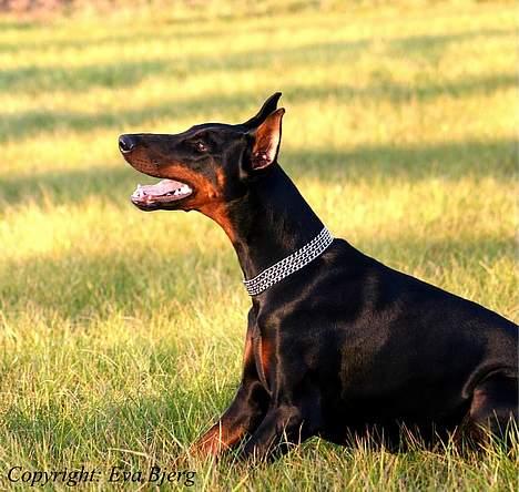 Dobermann DiaZ  Van`t Hof ter Helle - Nyt 2005 billede 13