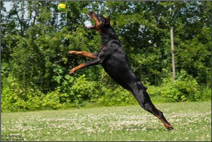 Dobermann DiaZ  Van`t Hof ter Helle - Sådan skal den nakkes!!!!!! billede 14