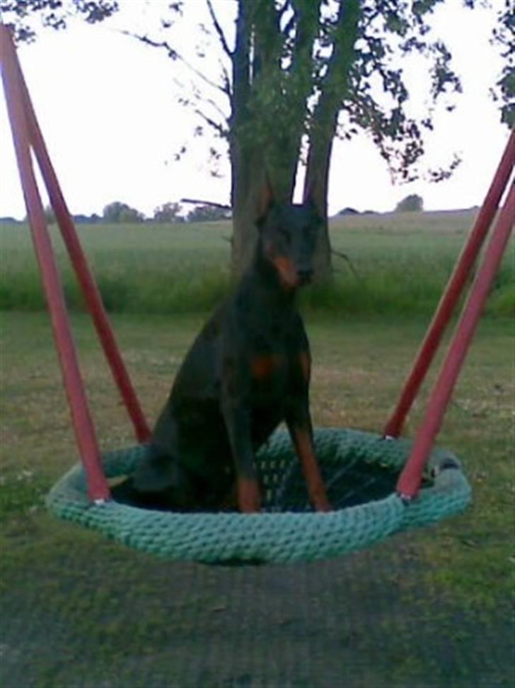 Dobermann DiaZ  Van`t Hof ter Helle - Ja jeg kan så også gynge billede 15