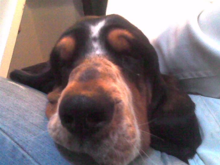 Basset hound Basse billede 3