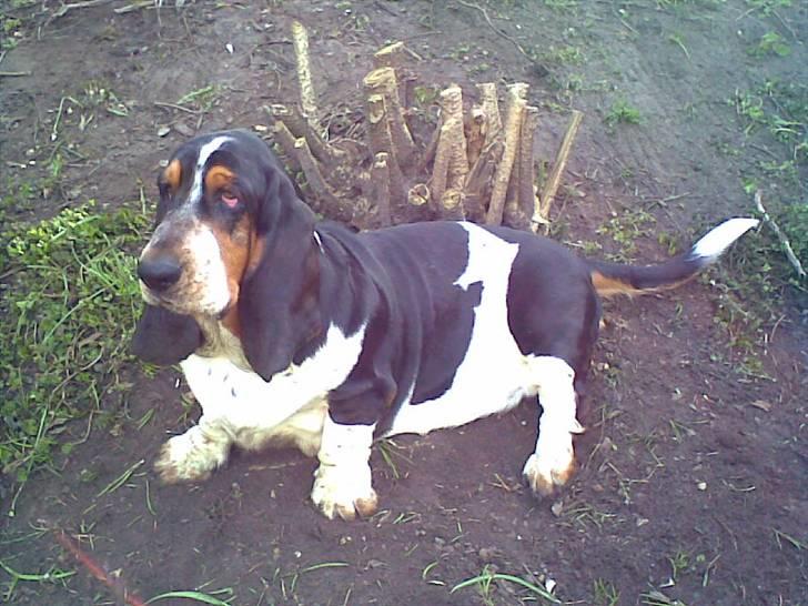 Basset hound Basse billede 4