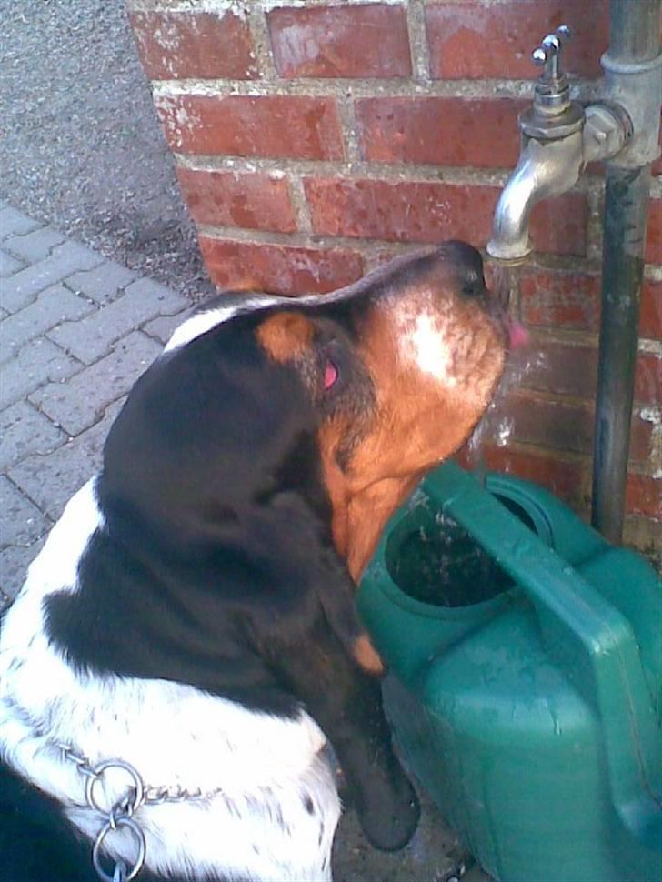 Basset hound Basse billede 5