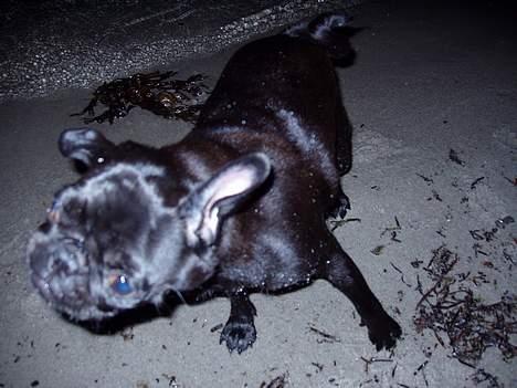 Mops Trolle - 05.10.01 Stranden er også dejlig når det er mørkt.  ;) billede 12