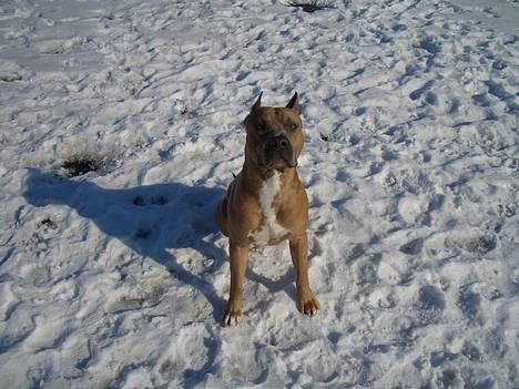 Amerikansk staffordshire terrier Jos Duma Ewy *Kaiser* - NYT!!! Hygger mig med brormand i sneen.. billede 1