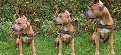 Amerikansk staffordshire terrier Jos Duma Ewy *Kaiser* - Kaiser 1-2-3 billede 2