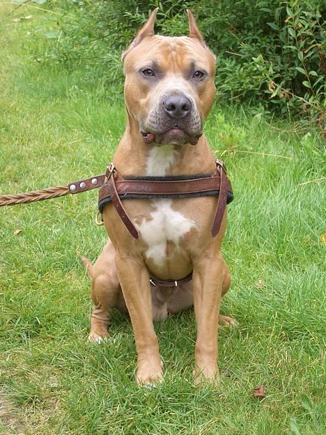 Amerikansk staffordshire terrier Jos Duma Ewy *Kaiser* billede 3