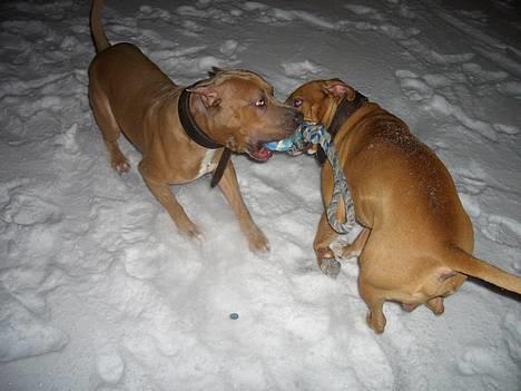 Amerikansk staffordshire terrier Jos Duma Ewy *Kaiser* - Leger trækkeleg. billede 4