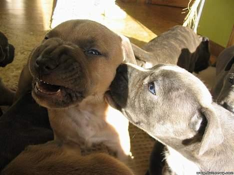 Amerikansk staffordshire terrier Jos Duma Ewy *Kaiser* billede 5