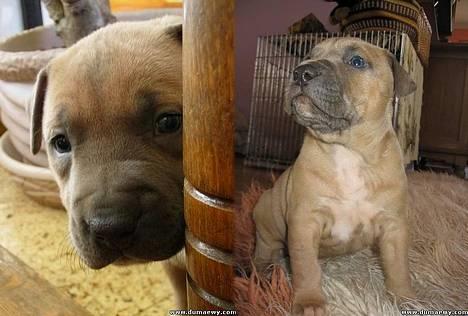 Amerikansk staffordshire terrier Jos Duma Ewy *Kaiser* - Nok den første gang jeg ser et kamera.... billede 6