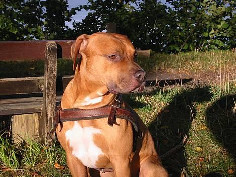 Amerikansk staffordshire terrier Tyson - Strike a pose.. ;-) billede 1