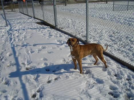 Amerikansk staffordshire terrier Tyson - NYT!!! billede 2