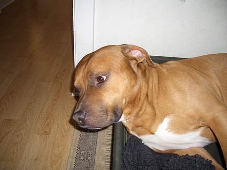 Amerikansk staffordshire terrier Tyson billede 3