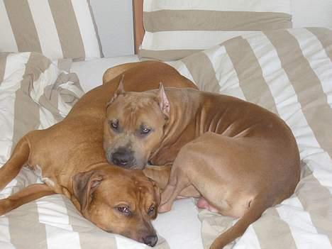 Amerikansk staffordshire terrier Tyson - Taget på fersk gerning!! billede 4