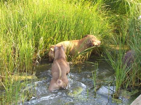 Amerikansk staffordshire terrier Tyson - Vandhundene.. billede 5