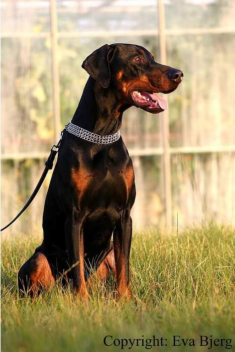 Dobermann Jotunheim Winge*  - Nyt 2005 billede 11