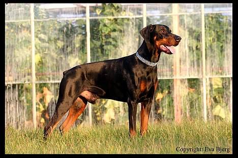 Dobermann Jotunheim Winge*  - Nyt 2005 billede 12