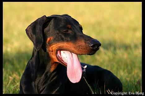 Dobermann Jotunheim Winge*  - Nyt 2005 billede 13