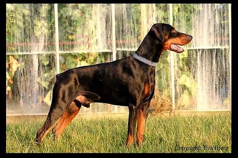 Dobermann Jotunheim Winge*  - Nyt 2005 billede 14