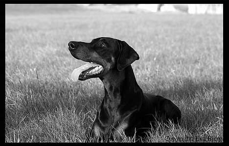 Dobermann Jotunheim Winge*  - Nyt 2005 billede 15